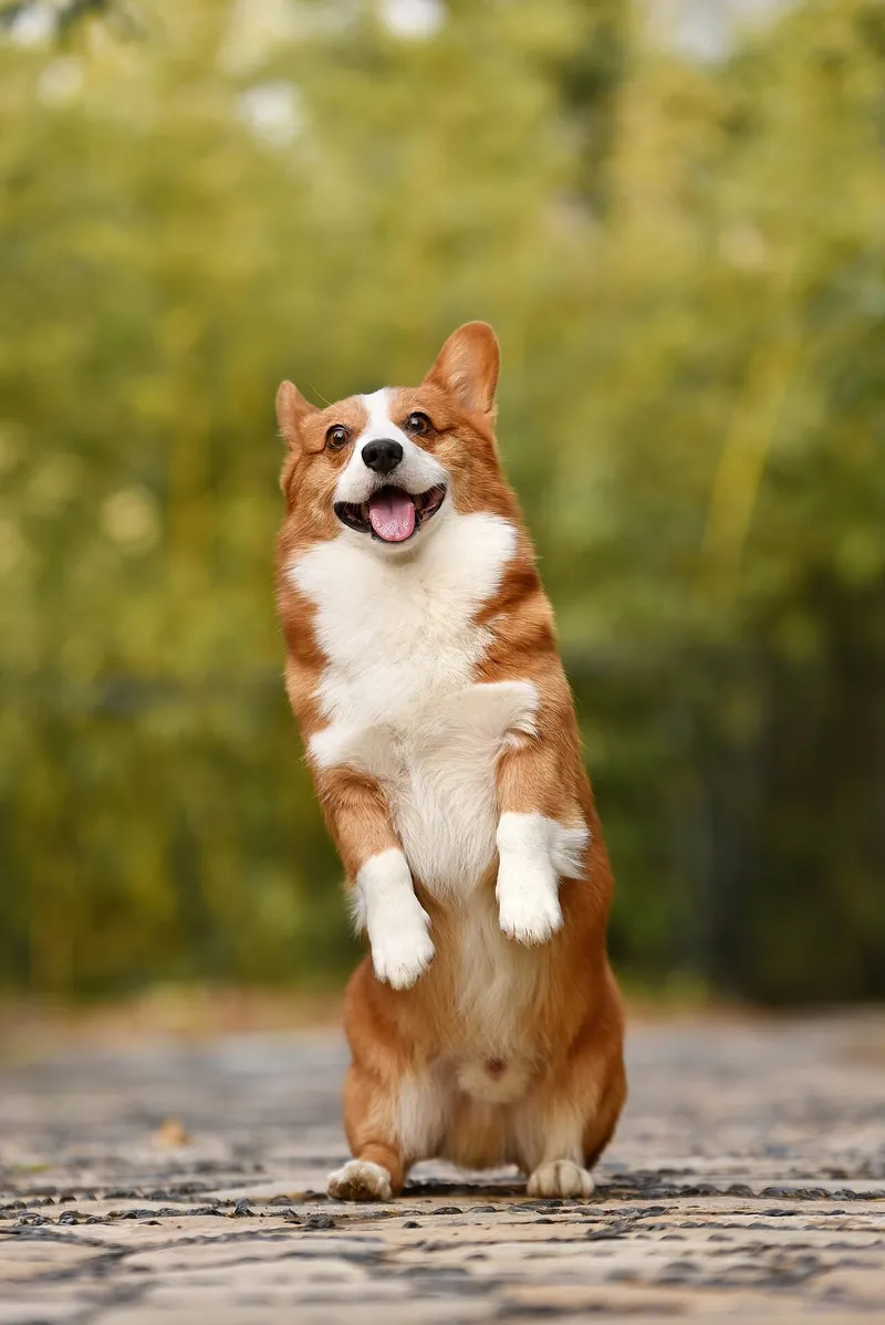 Corgi caramelo e branco em pé nas patas traseiras, de língua para fora, num caminho de pedras