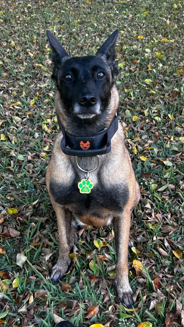 Nyx, cão policial pastor-belga, sentada na grama usando coleira preta e a tag FaroID de patinha verde